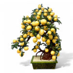 Cây Đào Thạch Anh Vàng 88 Quả Cao 128cm