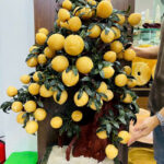 Cây Đào Thạch Anh Vàng 68 Quả Cao 120cm